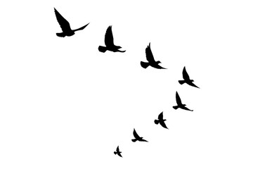 Flying birds silhouettes on isolated background. Vector illustration. isolated bird flying. tattoo and wallpaper background design.