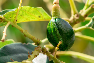 selective focus of budding avocado tree, baby fruit on tree, fruit set avocado tree, green leaves, green fruit, close up setting fruit in Brazil