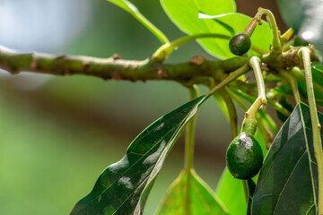 budding avocado tree, baby fruit on tree, fruit set avocado tree, green leaves, green fruit, close up setting fruit in Brazil