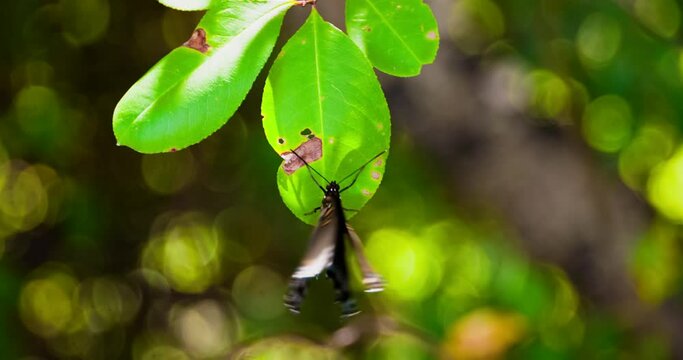 Astyanax 이미지 찾아보기 190 스톡 사진, 벡터 및 비디오 Adobe Stock