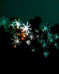 Coral Polyps in the Atlantic Ocean of Florida