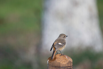 Fototapeta premium Daurian redstart female in Tonosho Town, Chiba Prefecture