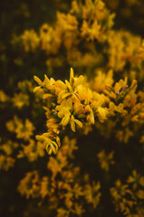 Yellow flowers