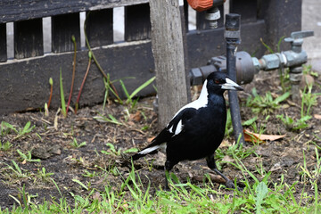 An Australian Magpie walking through a garden, in front of a fence, tap, and water meter.