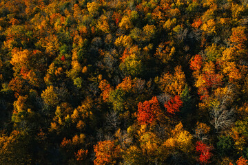 Top down view of colorful forest treetops, autumn season. Vermont, United States