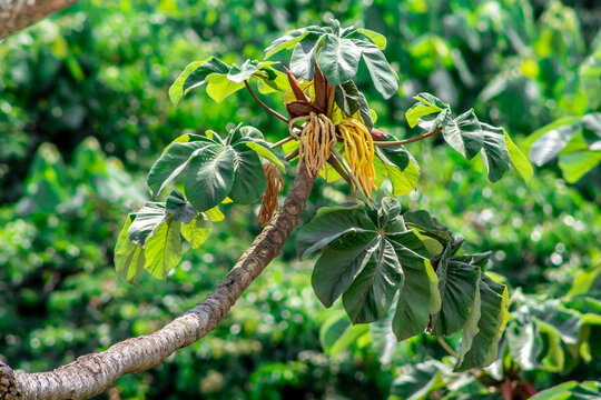 Embauba tree on Atlantic Rainforest in Brazil