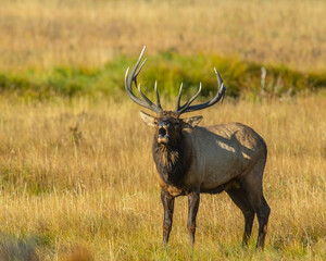 Bull Elk during the rut in the Rocky Mountains