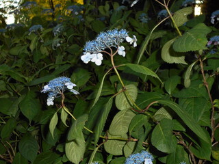 満開の紫陽花
