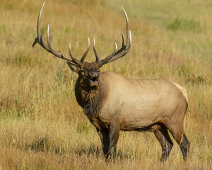 Bull Elk during the rut in the Rocky Mountains