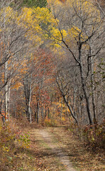 Fototapeta premium Arrowhead Lake Trail in autumn colors and with partially bare trees