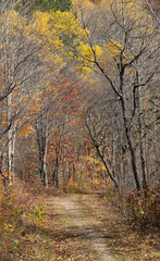 Arrowhead Lake Trail in autumn colors and with partially bare trees