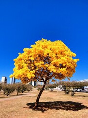 yellow ipe trees under a blue sky