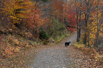 A dog walking on the Arrowhead Lake Trail surrounded by autumn foliage