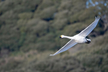 Whistling swan flying in Tonosho Town