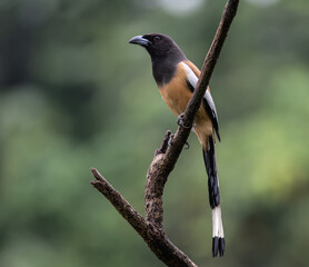 rufous treepie bird