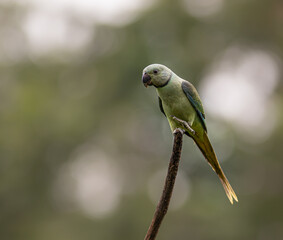 female malabar parakeet