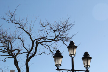 lamp and tree