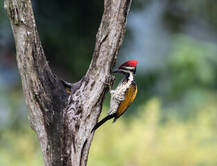 woodpecker in action