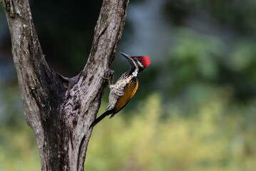 woodpecker
