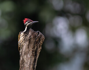 woodpecker head closeup