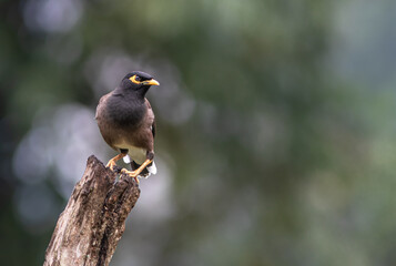common myna