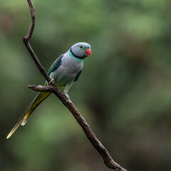 malabar parakeet