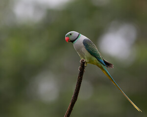 close shot of a parakeet