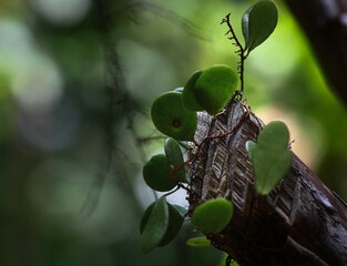 nature during monsoon