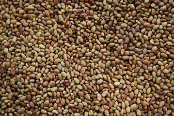 Alfalfa Seeds
