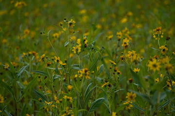 Guizotia abyssinica field of Jharkhand.