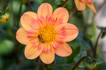 Closeup of honeybee pollinating a pastel orange and pink dahlia blooming in a garden
