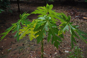 Papaya trees in the garden and the humid atmosphere.