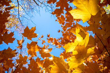 Golden maple leaves background against the sky