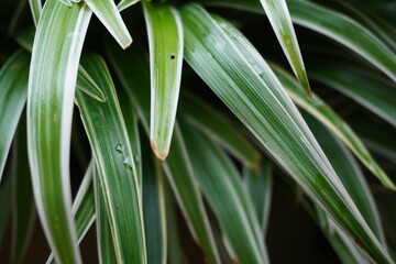 Obraz premium Spider Plant in the garden.