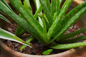 green aloe plant in a pot and a drop of rain water in the garden atmosphere.