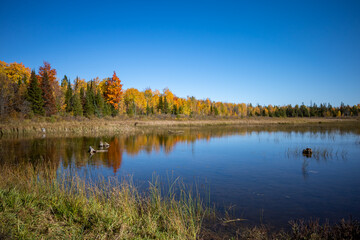 Colorful autumn forest across wetlands