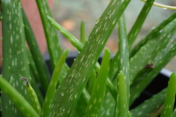 green aloe plant in a pot and a drop of rain water in the garden atmosphere.