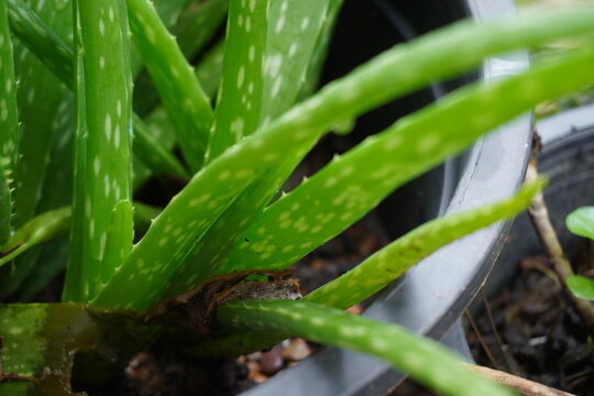 green aloe plant in a pot and a drop of rain water in the garden atmosphere.