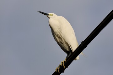 Fototapeta premium コサギ