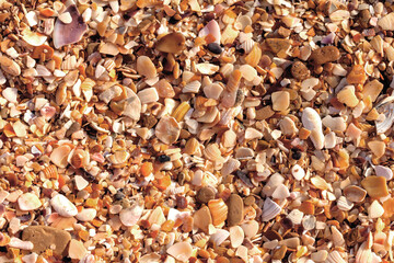 A background of small sea pebbles of different colors and many small pieces of seashells.