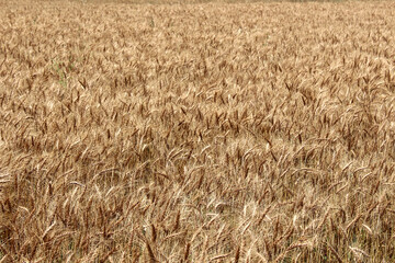 Wheat field crop ready to harvest in summer