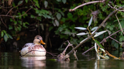 ente, bird, wasser, natur, see, teich, wild lebende tiere, tier, stockente, baden,	