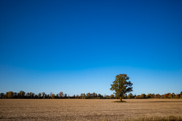 Solitary tree in a harvested farmer's field