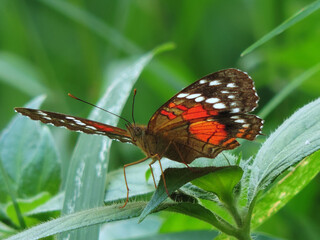 mariposa