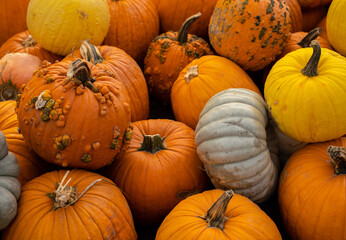 Pumpkin Patch