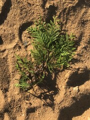 plant in the sand