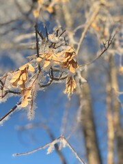 Maple leaves in the snow