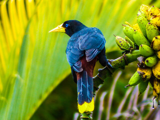 mochilero amazonas
