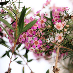 Geraldton Wax (Chamaelaucium uncinatum) in flower, South Australia