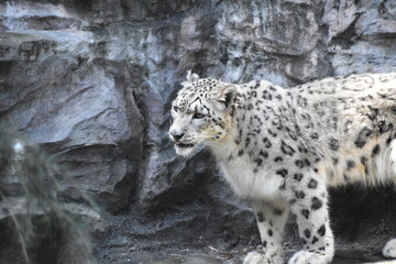ユキヒョウ